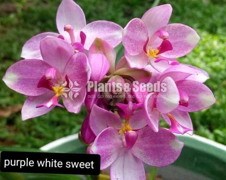 Orchids 