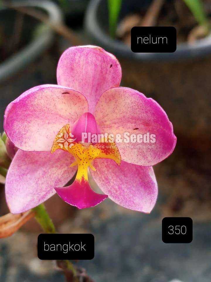Orchids 