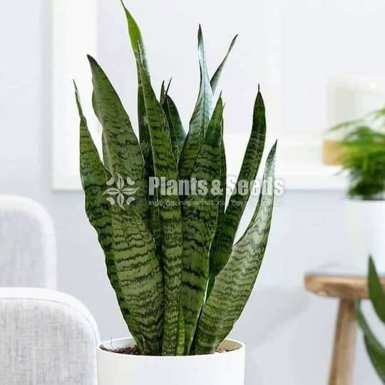 Sansevieria Indoor Plants