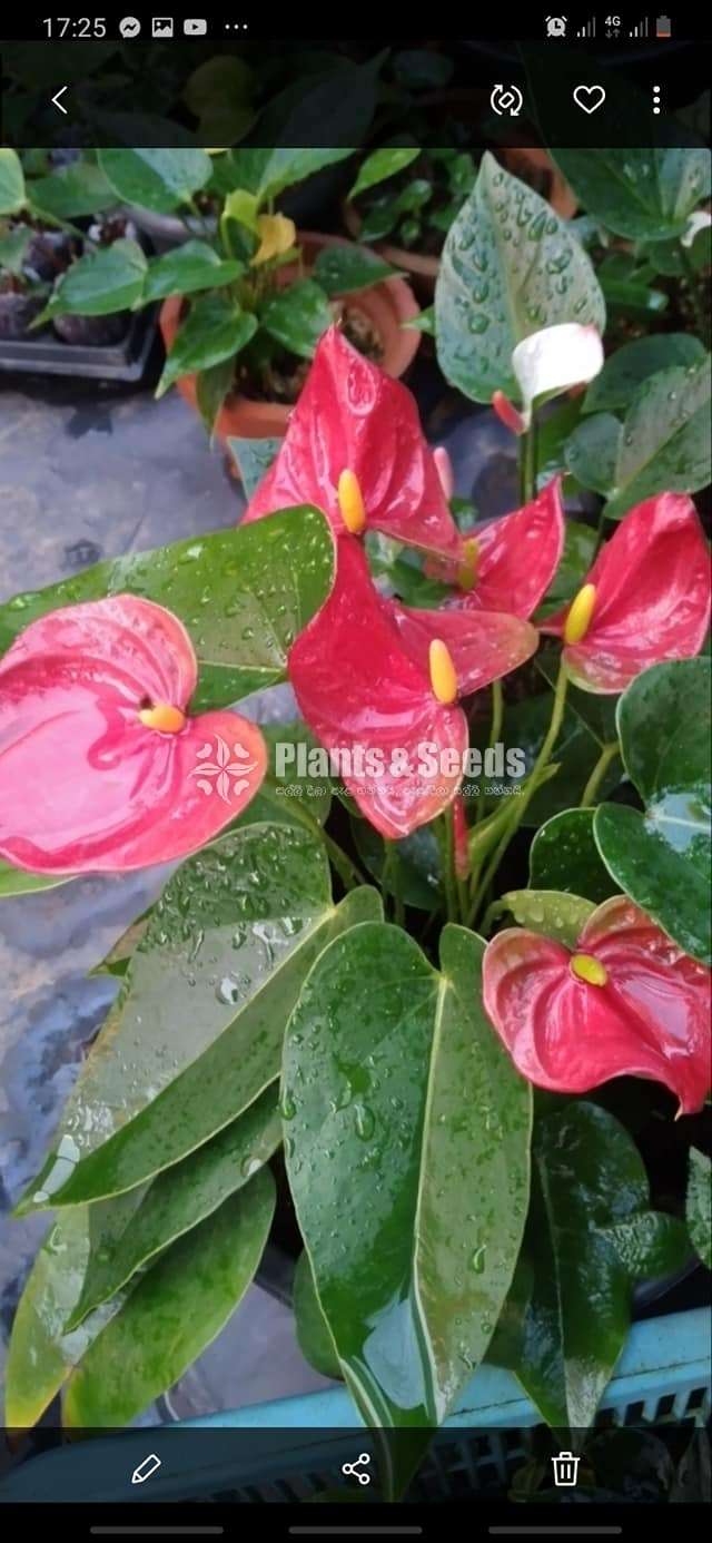 Livium Anthurium Package