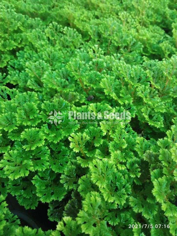  Selaginella (සැලජිනෙල්ලා මව් ශාක)