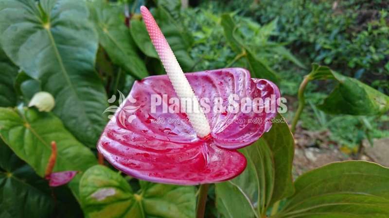 Anthurium