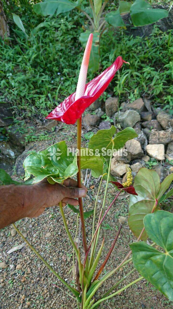 Anthurium