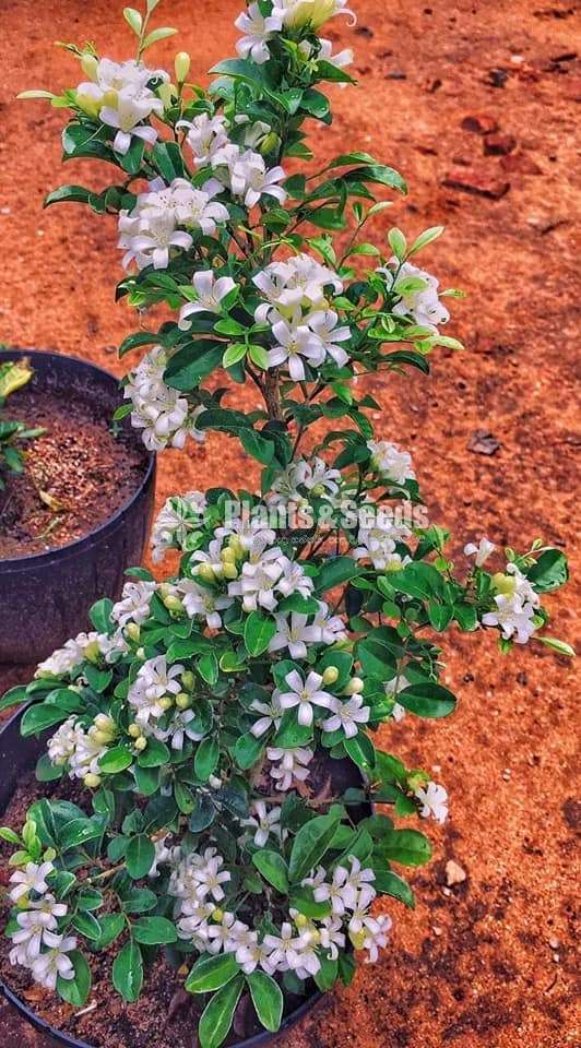 මැඩ්‍රාස් හා අැක්ටේරියා (Madras and Atteriya)