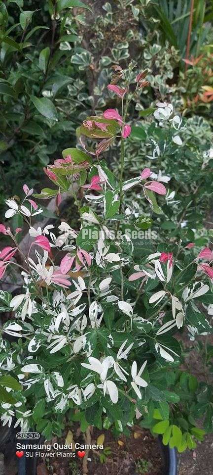 මැඩ්‍රාස් හා අැක්ටේරියා (Madras and Atteriya)