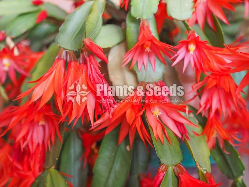 Christmas Cactus