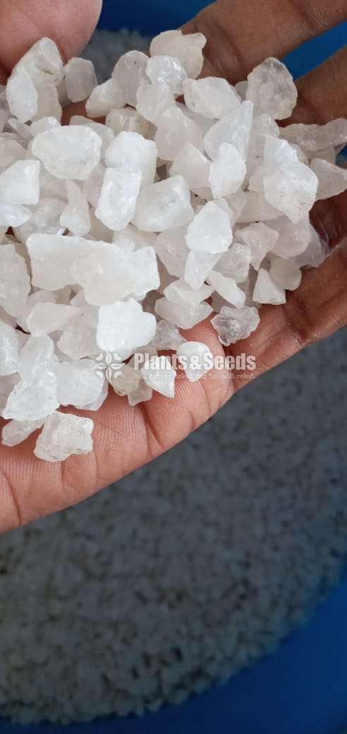 හොදම සුදු තිරිවානා ගල් කැට