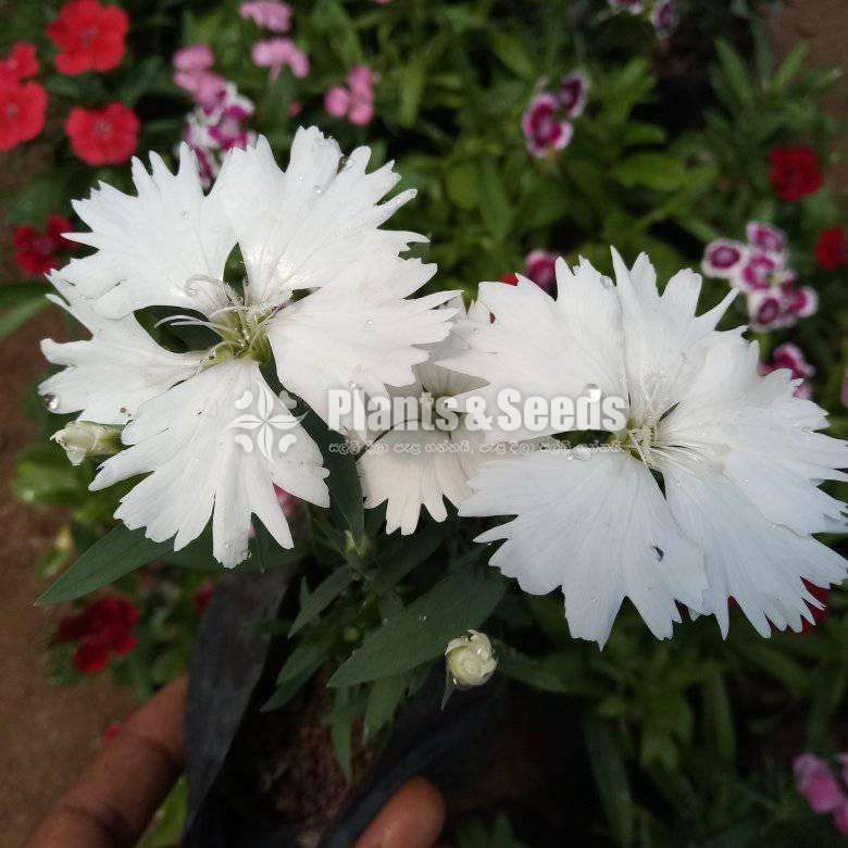 Dianthus ( ඩියන්තාස්)
