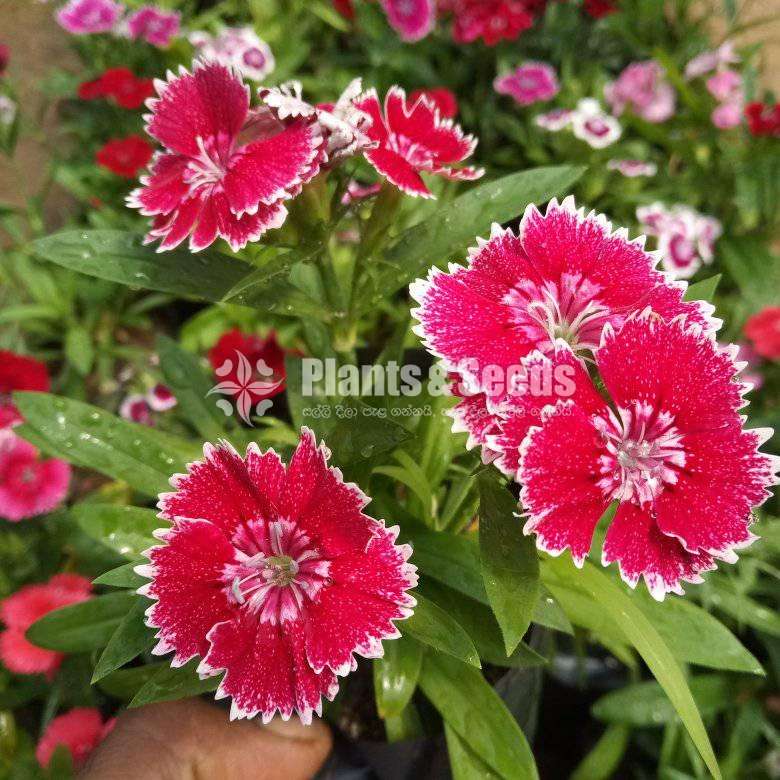 Dianthus ( ඩියන්තාස්)