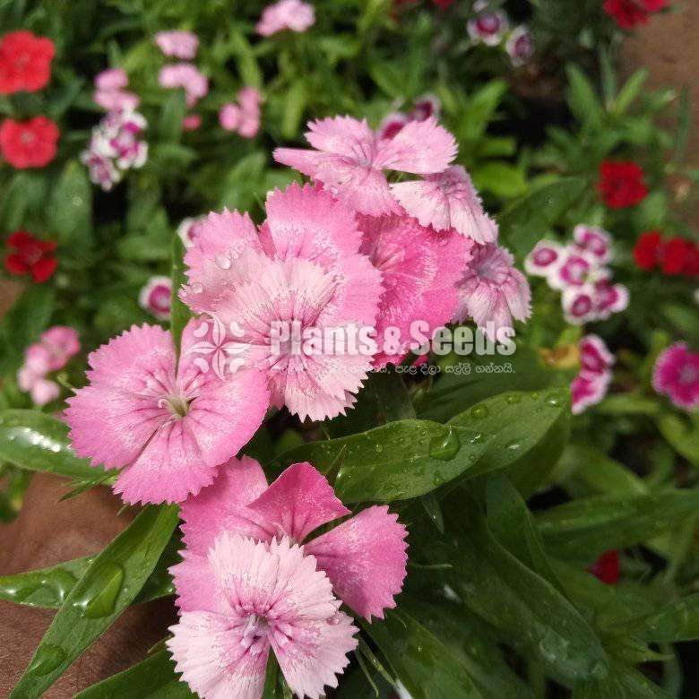 Dianthus ( ඩියන්තාස්)