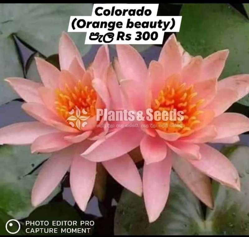 Hardy WaterLily Collection