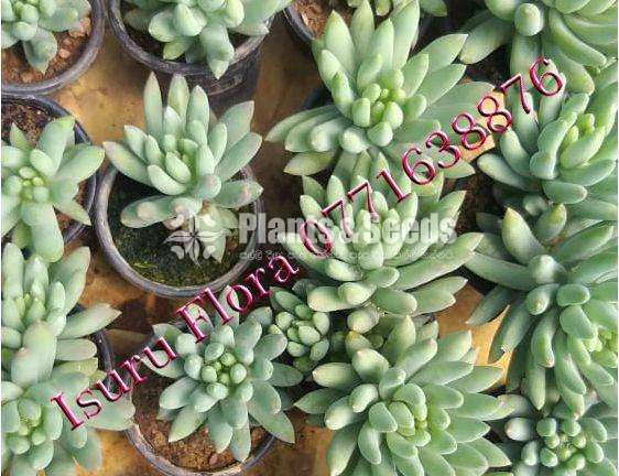 Succlent Plants (සර්කියුලන්ට් පැල )