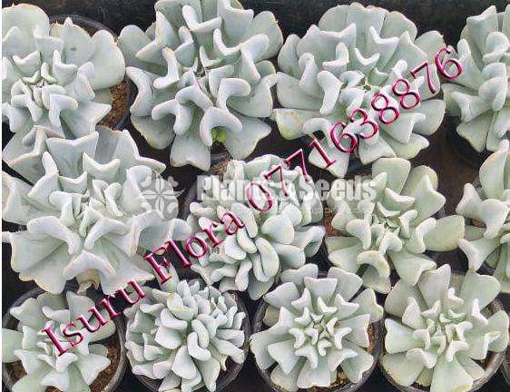 Succlent Plants (සර්කියුලන්ට් පැල )