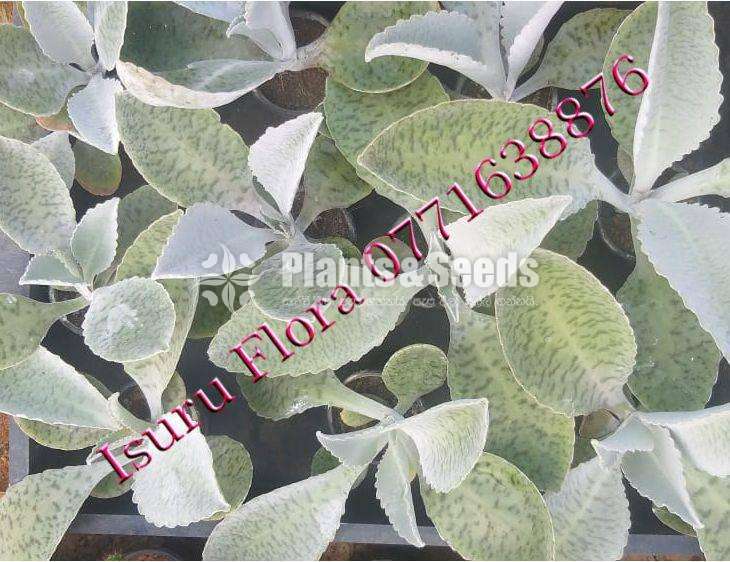Succlent Plants (සර්කියුලන්ට් පැල )