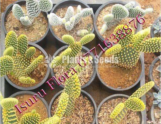 Cactus (කැක්ටස් පැල)