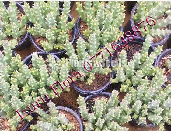 Cactus (කැක්ටස් පැල)