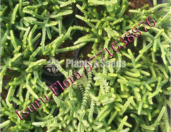 Cactus (කැක්ටස් පැල)