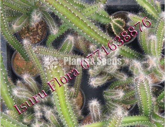 Cactus (කැක්ටස් පැල)