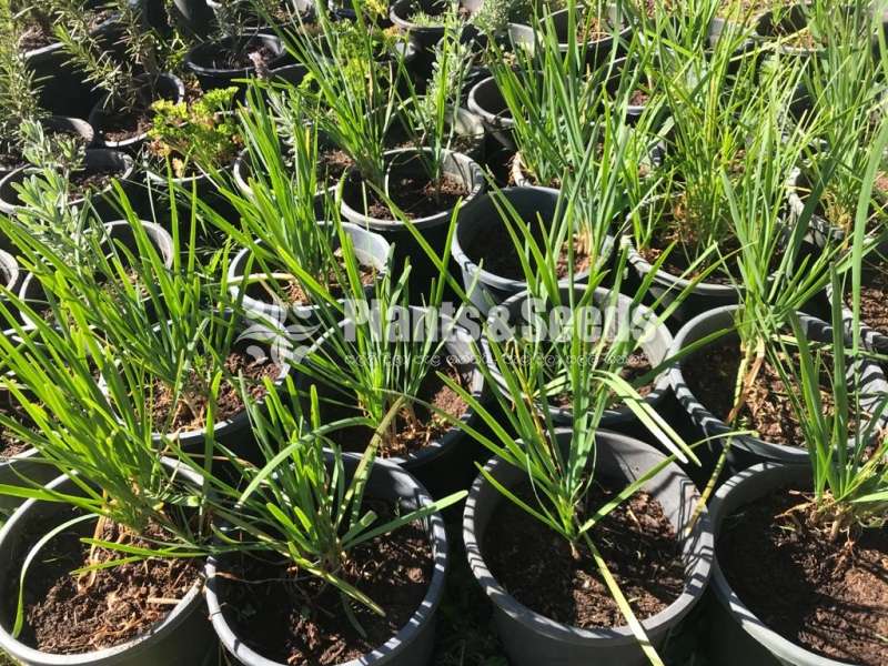 Garlic Chives 