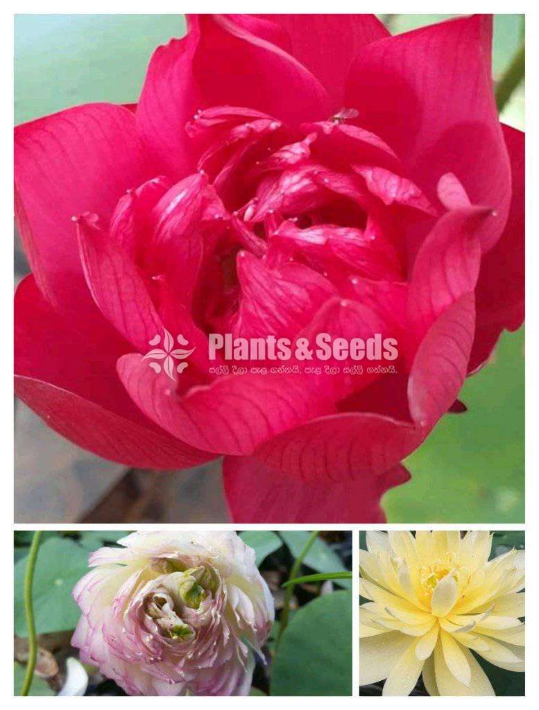 3 Water Plants Package