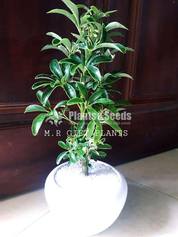Schefflera Plants-Bonsai