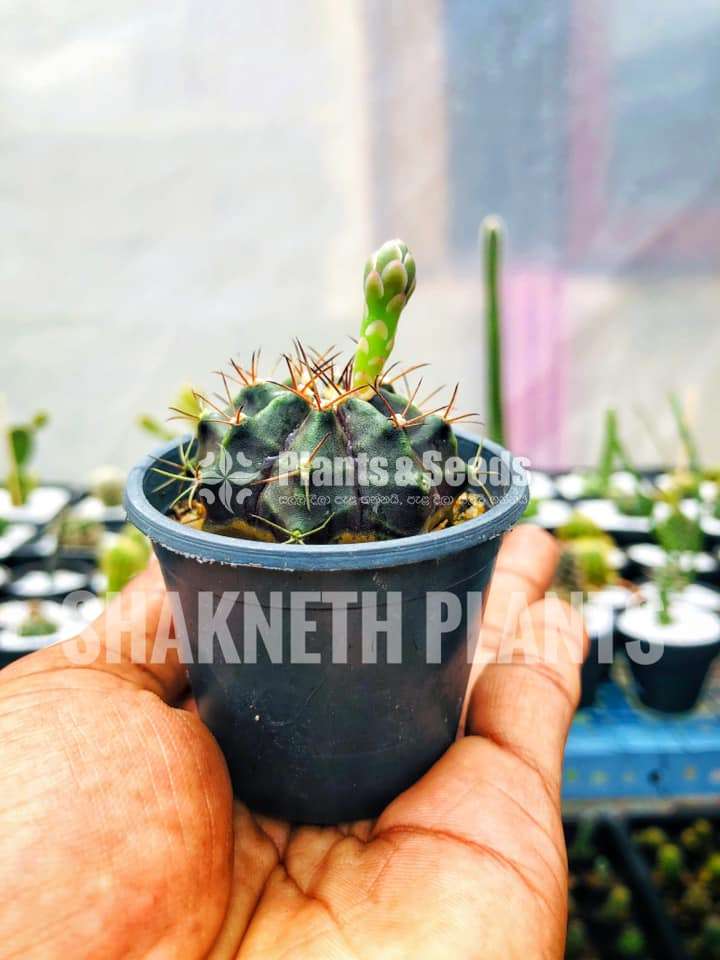 Cactus (කැක්ටස් පැල)