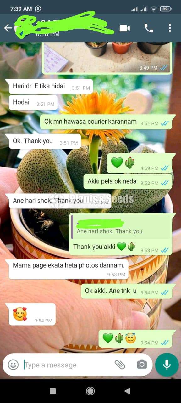 Cactus (කැක්ටස් පැල)