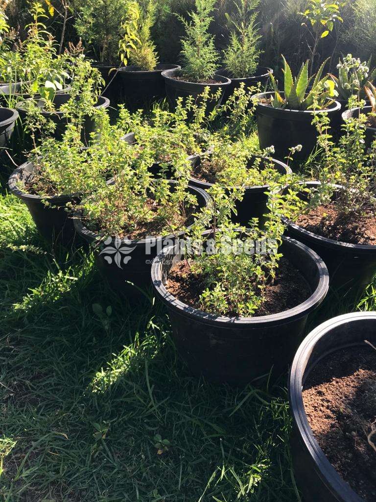 Italian Oregano