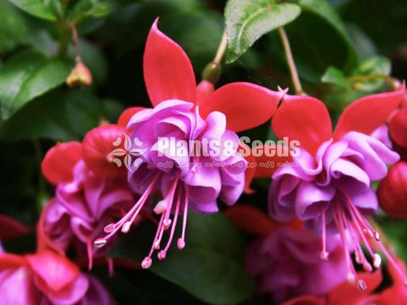 Fusia
