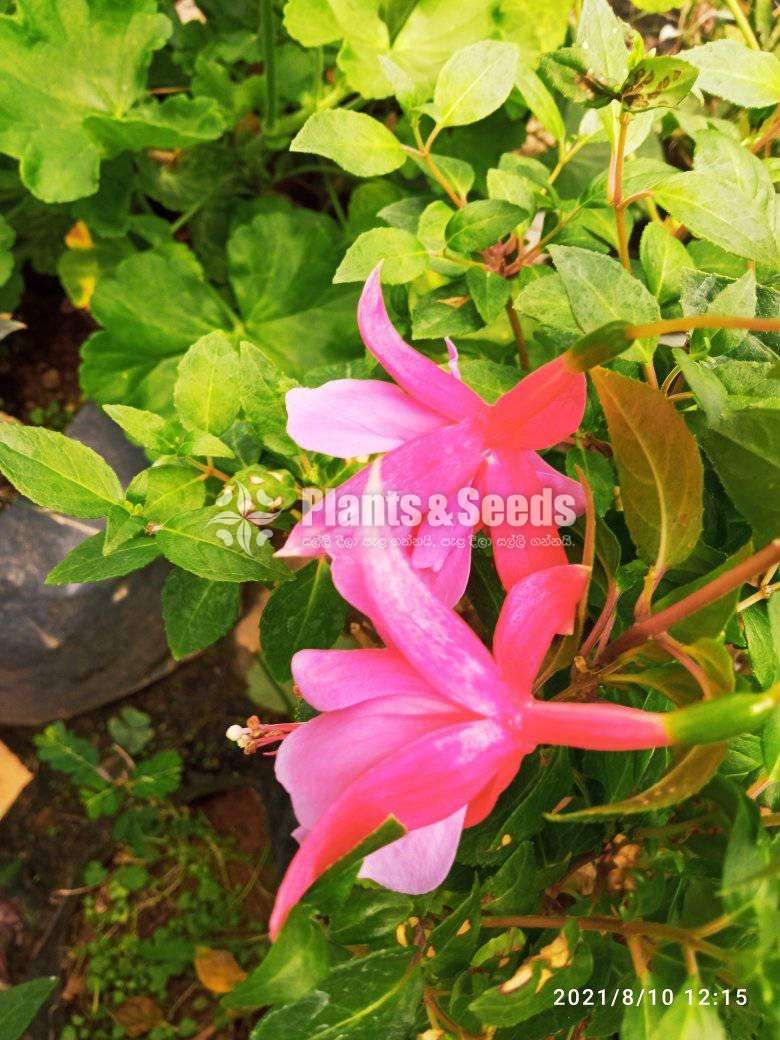 Fusia