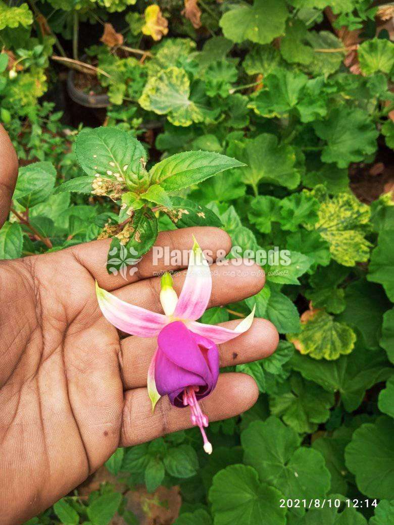 Fusia