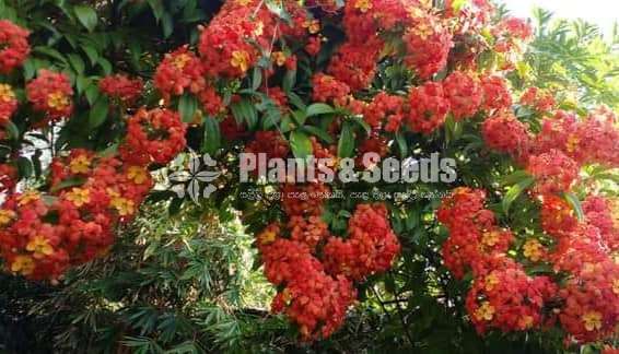 බහුමානියා(Bahumaniya)