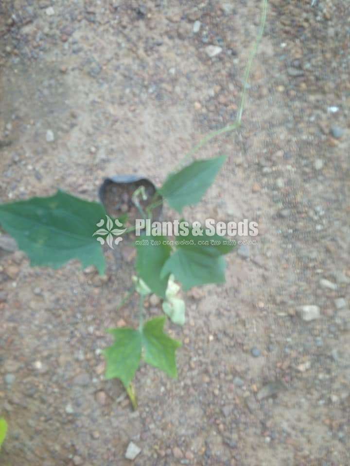 Thambojiya (තම්බෝජියා)