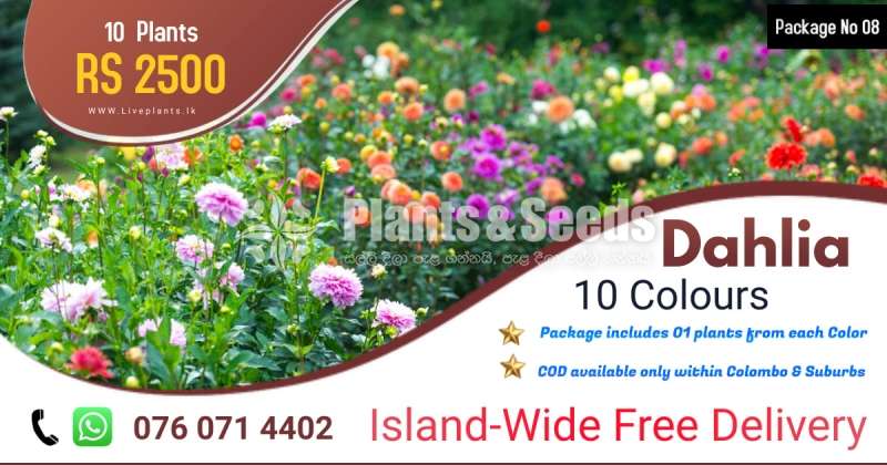 Dhalia Plants (ඩාලියා )