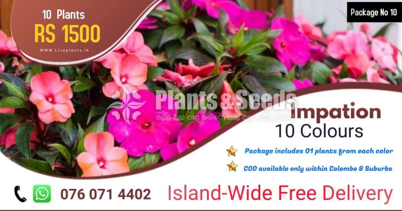 Impation Plants  (කුඩලූ )
