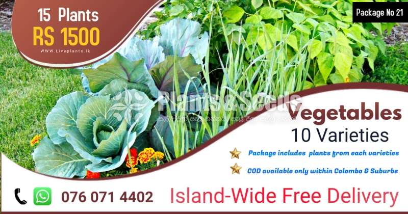Vegetables Plants 