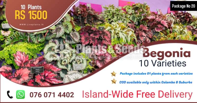 Begonia (බිගෝනියා )