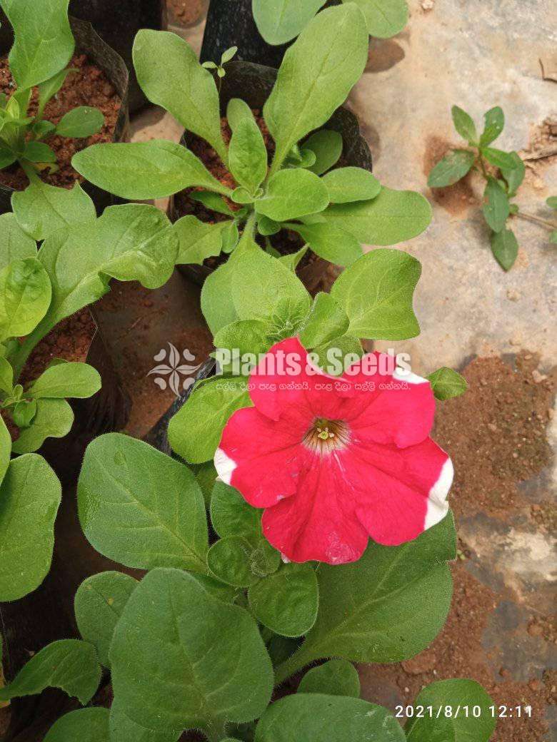 Pitonia (පිටෝනියා )