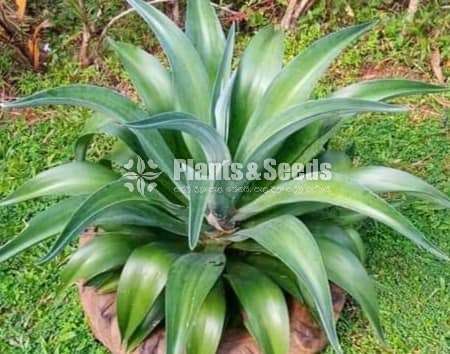 Bromley plants (බ්රෝමෙලි )