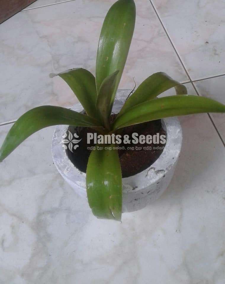 Bromley plants (බ්රෝමෙලි )