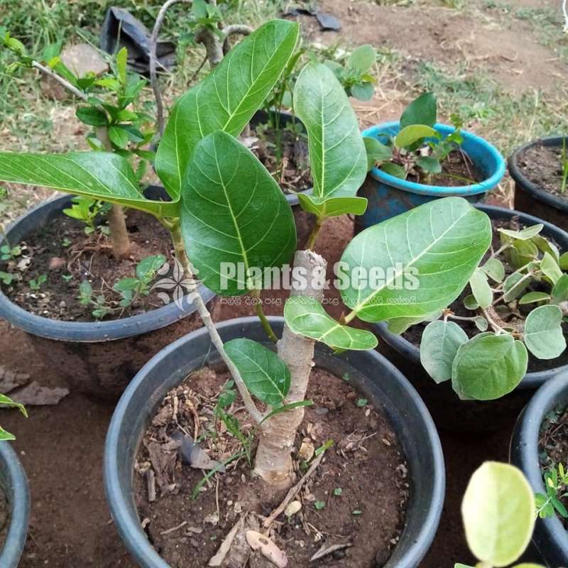 Nuga Bonsai (වැලි නුඟ,මහ නුඟ)