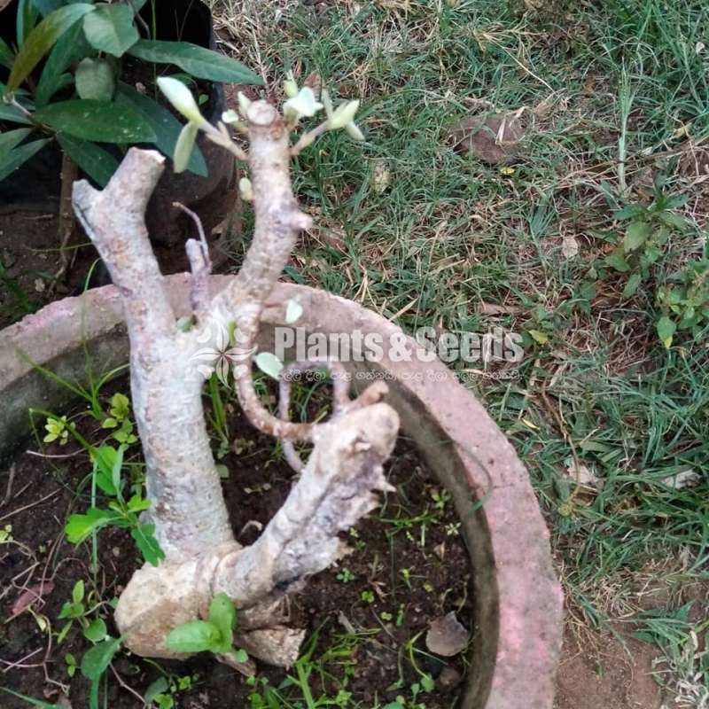 Nuga Bonsai (වැලි නුඟ,මහ නුඟ)