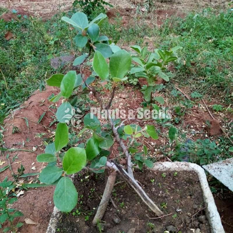 Nuga Bonsai (වැලි නුඟ,මහ නුඟ)
