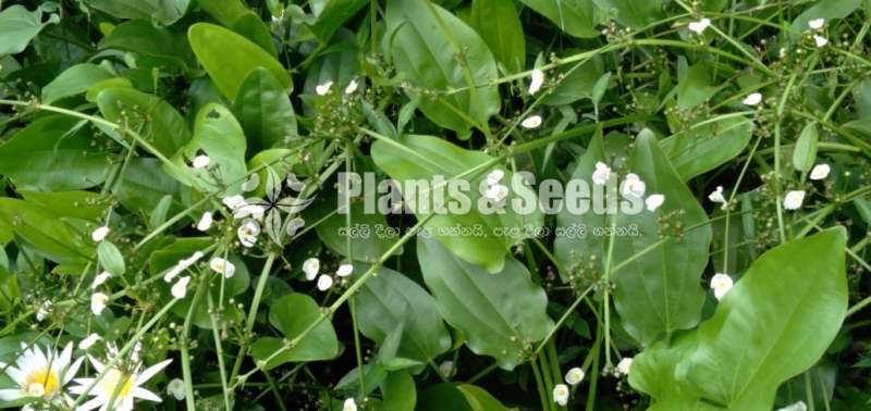 Amazon Plants (ඇමසන් පැල )