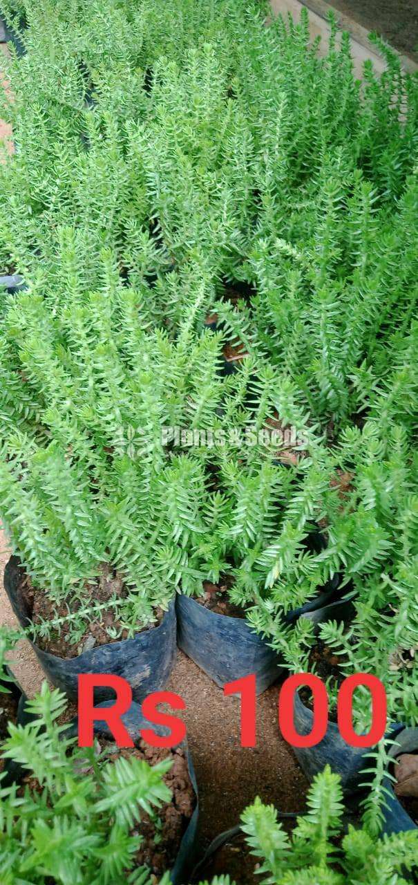 Succlent Plants - 2