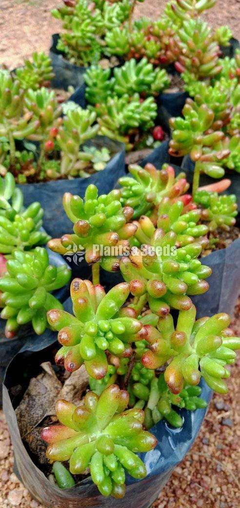 Succlent Plants - 2