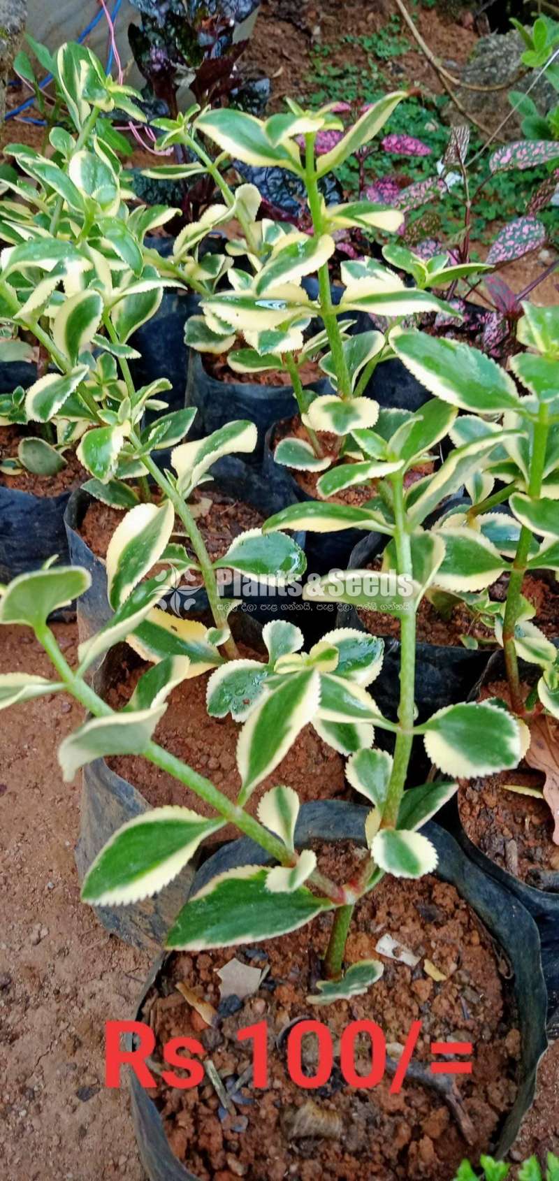 Succlent Plants - 2
