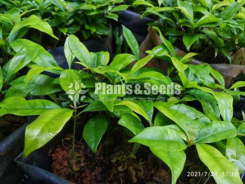 Clove (කරාබුනැටි පැල)