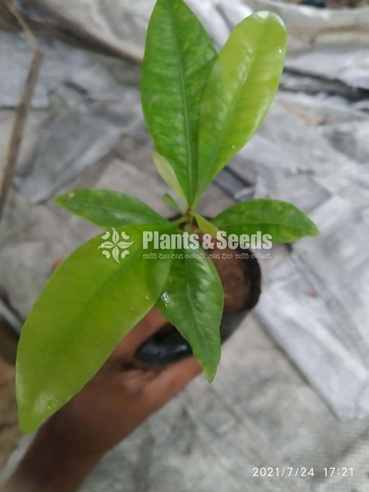 Clove (කරාබුනැටි පැල)