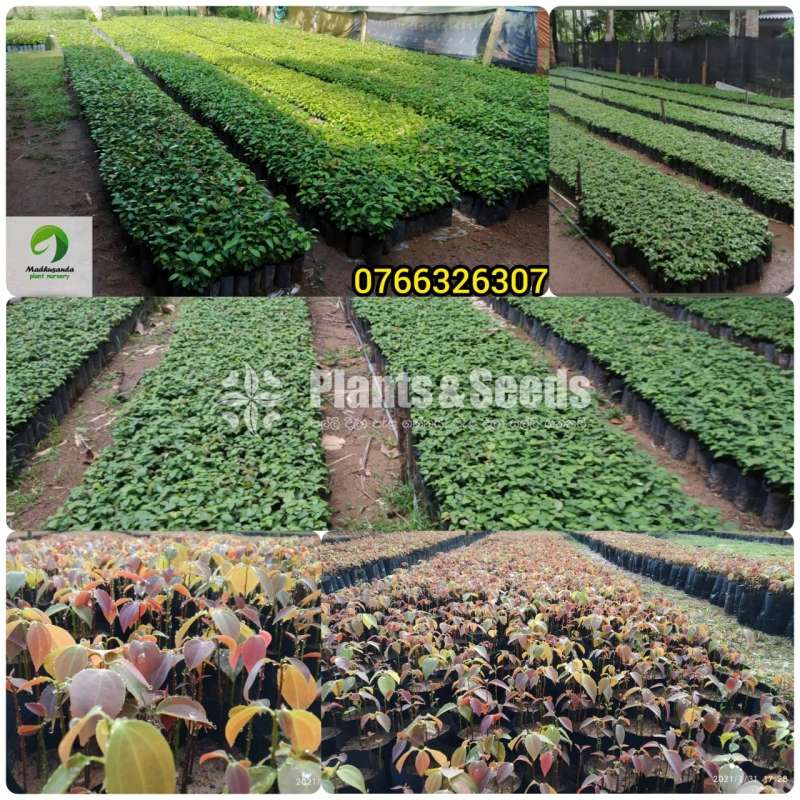 Cinnamon Plants  (කුරුදු පැල)